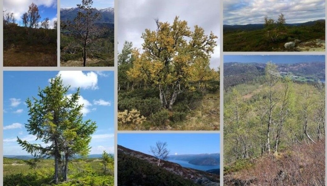 Her er noen av bildene tur-folk allerede har sendt inn til skogforskerne. (Foto: Natur i endring. Montasje: Eivind Torgersen) Her er noen av bildene tur-folk allerede har sendt inn til skogforskerne. (Foto: Natur i endring. Montasje: Eivind Torgersen)