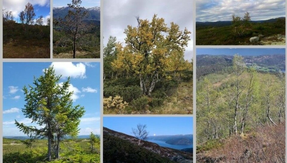 Her er noen av bildene tur-folk allerede har sendt inn til skogforskerne. (Foto: Natur i endring. Montasje: Eivind Torgersen)