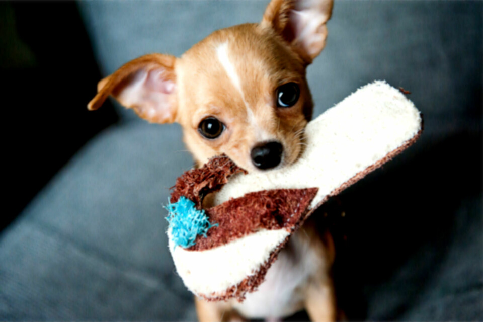 Chihuahua er en søt hund, men utseendet medfører en rekke helseproblemer. (Foto: BarnImages, CC0, via Pixabay)