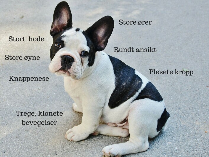 Fransk bulldog har mange av egenskapene vi anser som søte. Men dessverre sliter også denne rasen med helseproblemer som følge av at de er så søte. (Foto: GLady, CC0, via Pixabay) Fransk bulldog har mange av egenskapene vi anser som søte. Men dessverre sliter også denne rasen med helseproblemer som følge av at de er så søte. (Foto: GLady, CC0, via Pixabay)