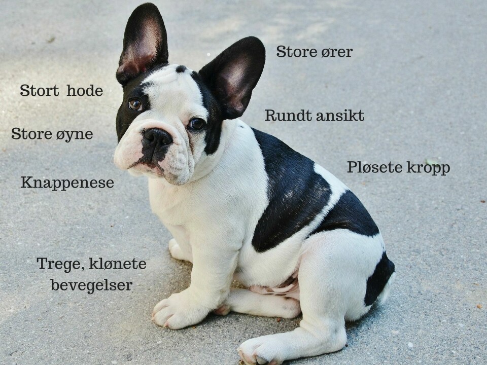 Fransk bulldog har mange av egenskapene vi anser som søte. Men dessverre sliter også denne rasen med helseproblemer som følge av at de er så søte. (Foto: GLady, CC0, via Pixabay)