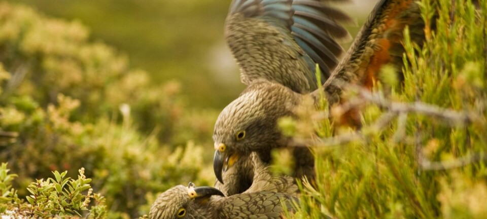 Kea-papegøyer på New Zealand blir lekne av å høre lekne artsfrender, viser forsøk der fuglene fikk høre opptak av kallelyder. Dette er første gang denne typen følelsesreaksjon er påvist hos andre dyr enn pattedyr, ifølge en studie i tidsskriftet Current Biology. (Foto: Raoul Schwing.)