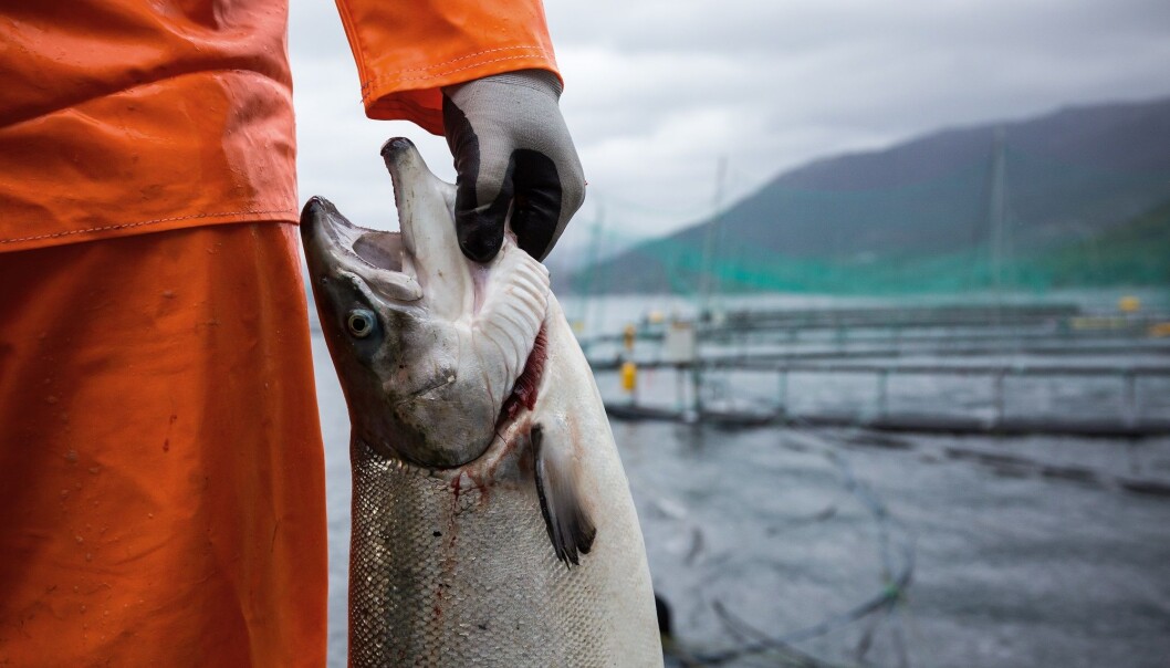 Norsk villaks har meir miljøgifter i seg enn oppdrettslaks. Det skyldes maten dei et, seier forskar. (Illustrasjonsfoto: Eivind Senneset/NIFES) Norsk villaks har meir miljøgifter i seg enn oppdrettslaks. Det skyldes maten dei et, seier forskar. (Illustrasjonsfoto: Eivind Senneset/NIFES)