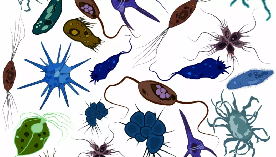 Planktonets ene celle må ta seg av alt fra fordøyelse til forplantning. Du, derimot, har rundt 200 forskjellige celletyper, organisert i kompliserte vev og organer med helt ulike oppgaver.

 (Foto: Shutterstock / NTB scanpix)