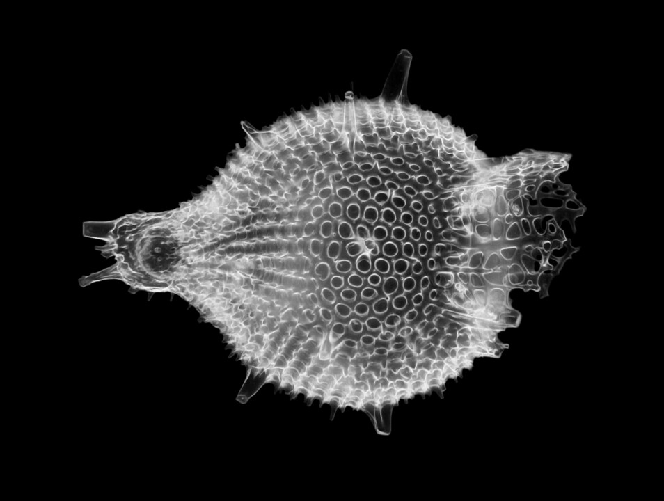 Radiolarier er en encellede organisme med en diameter på mellom 0,1 og 0,2 millimiter. (Foto: Picturepest / 	Anthocyrtis grossularia Ehrenberg - Radiolarian / CC BY 2.0)
