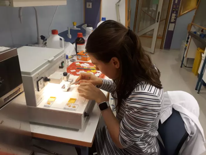 Masterstudenten Leah Strople forbereder gonadeprøver til histologianalyser, en metode som blir brukt for å se på modningstilstand til fisken. Leah skal undersøke effekter av råolje på reproduksjonsevne hos gytende polartorsk i sin masteroppgave (Foto: Ireen Vieweg)