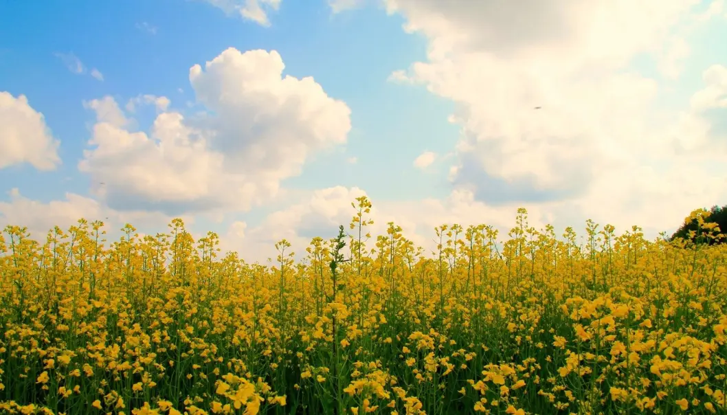 Sennep er giftig og egner seg dårlig som fôr til dyr. Nå har danske forskere klart å fjerne giften fra sennepsfrøene, uten at planten mister sitt naturlige forsvar mot skadedyr. (Foto: Aleksei Semenov / Shutterstock / NTB scanpix) Sennep er giftig og egner seg dårlig som fôr til dyr. Nå har danske forskere klart å fjerne giften fra sennepsfrøene, uten at planten mister sitt naturlige forsvar mot skadedyr. (Foto: Aleksei Semenov / Shutterstock / NTB scanpix)