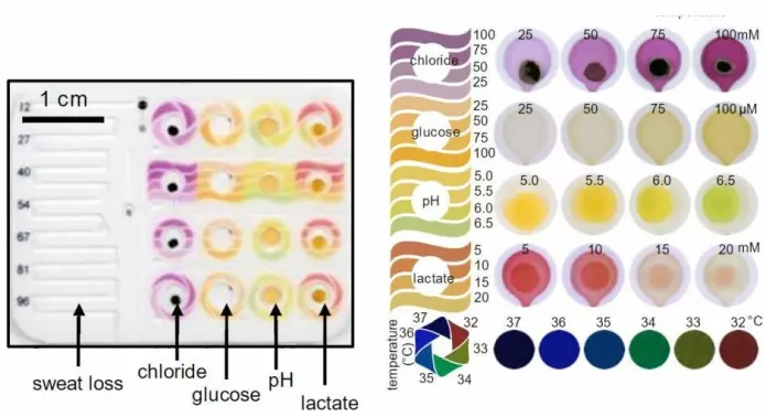Fargeskalaen på svettesensoren som viser hva de enkelte fargene i svettekanalene betyr. (Foto: John Rogers Research Group)