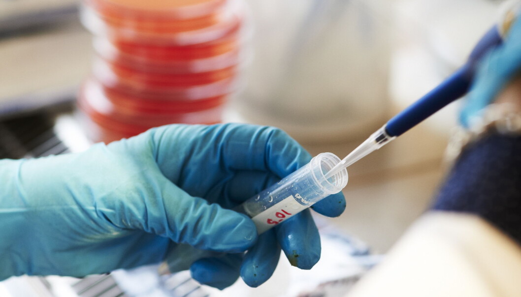 Bakterien Burkholderia blir nå dyrket i laboratorium og testet mot ulike antibiotika for å finne ut om noe har effekt og kan brukes i behandling. (Illustrasjonsfoto: Kent Skibstad / NTB scanpix) Bakterien Burkholderia blir nå dyrket i laboratorium og testet mot ulike antibiotika for å finne ut om noe har effekt og kan brukes i behandling. (Illustrasjonsfoto: Kent Skibstad / NTB scanpix)