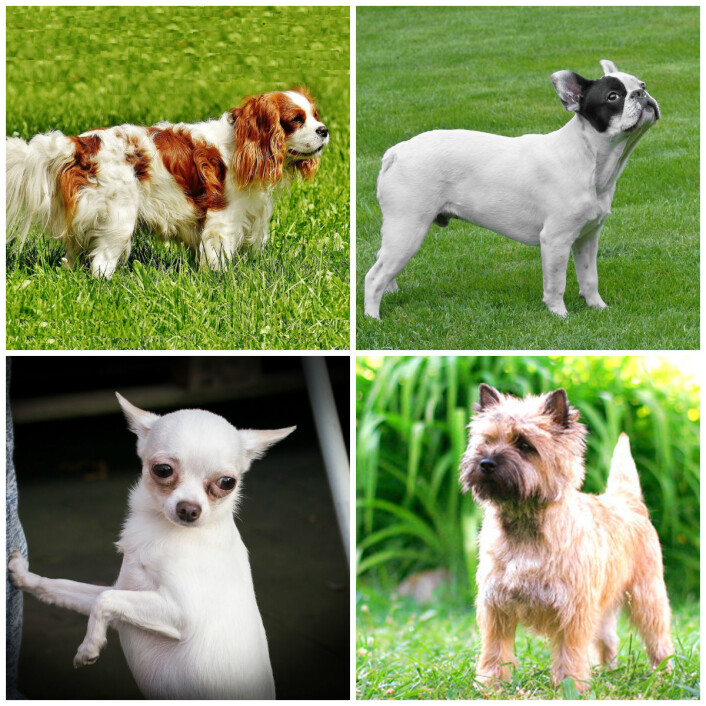 Rasene som var med i studien. Fra øverst til venstre: cavalier king charles spaniel, fransk bulldog, chihuahua og hunden som fungerte som en kontroll, cairn terrier. (Foto: De tre første bildene: CC0, via Pixabay. Bildet av cairn terrier: Solazar (eget verk), CC BY-SA 3.0, via Wikimedia Commons) Rasene som var med i studien. Fra øverst til venstre: cavalier king charles spaniel, fransk bulldog, chihuahua og hunden som fungerte som en kontroll, cairn terrier. (Foto: De tre første bildene: CC0, via Pixabay. Bildet av cairn terrier: Solazar (eget verk), CC BY-SA 3.0, via Wikimedia Commons)