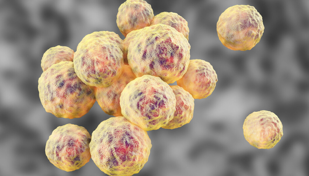 MRSA har spredt seg over hele kloden. På ferden har den utviklet antibiotikaresistens. (Foto: Kateryna Kon / Shutterstock / NTB scanpix) MRSA har spredt seg over hele kloden. På ferden har den utviklet antibiotikaresistens. (Foto: Kateryna Kon / Shutterstock / NTB scanpix)