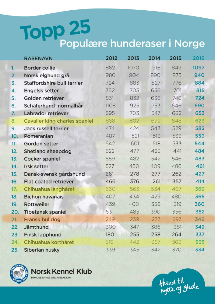 NB! Merkingen av de fire hunderasene er ikke en del av det originale bildet. (Foto: Norsk Kennel Klubb (NKK), web2.nkk.no/no/om_nkk/for_presse/statistikk) NB! Merkingen av de fire hunderasene er ikke en del av det originale bildet. (Foto: Norsk Kennel Klubb (NKK), web2.nkk.no/no/om_nkk/for_presse/statistikk)