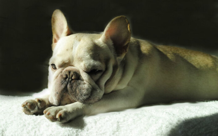 Fransk bulldog. (Foto: gk0914jp, CC0, via Pixabay) Fransk bulldog. (Foto: gk0914jp, CC0, via Pixabay)