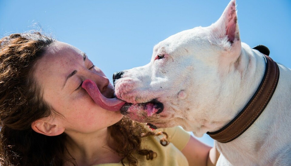 Kysser du hunden din i ny og ne? Det burde du slutte med, ifølge professor Thomas Benfield. (Foto: Liukov, Shutterstock, NTB scanpix)