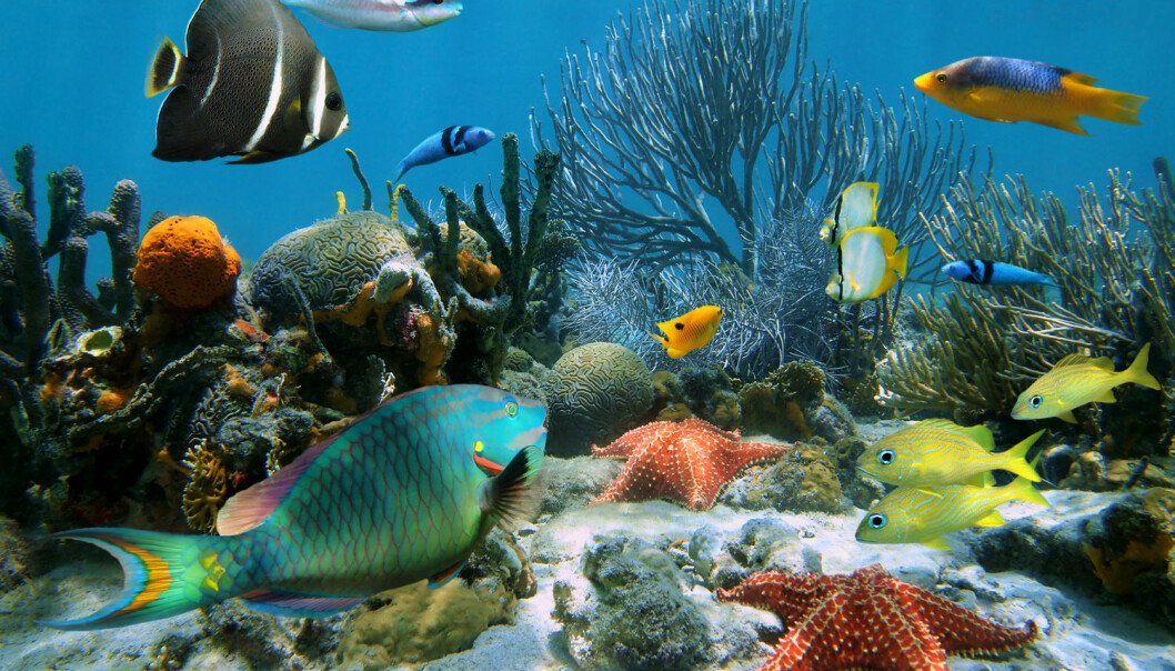 På havbunnen kan dyr erstatte hverandre hvis noen arter forsvinner ut av økosystemet. Derfor betyr det kanskje ikke så mye for økosystemet som helhet hvis en art forsvinner.  (Foto: Seaphotoart / Shutterstock / NTB scanpix)