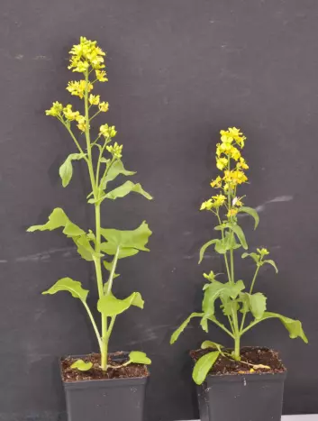 Planten til venstre er fra populasjonen som var blitt pollinert av humler i ni generasjoner. Den er betydelig høyere enn planten fra blomsterfluegruppa. (Foto: Gervasi/Schiestl)