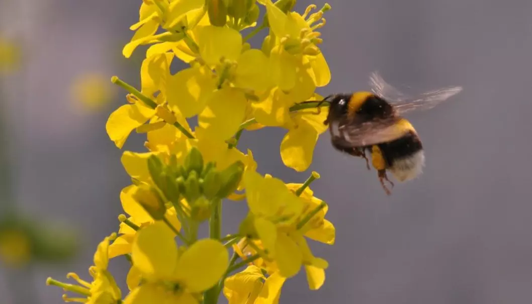 En humle besøker en blomstrende bondekål. Klumper med pollen sitter fast på bakbeina dens.  (Foto: Gervasi/Schiestl)