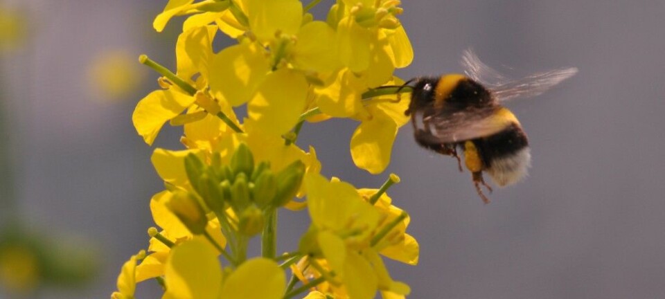 En humle besøker en blomstrende bondekål. Klumper med pollen sitter fast på bakbeina dens.  (Foto: Gervasi/Schiestl)