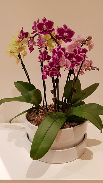 Flotte Phalaenopsis-orkidéer trenger hjelp av torvmoser for å takle knusktørre vintre innendørs i Trøndelag. (Foto: Kristine Bakke Westergaard) Flotte Phalaenopsis-orkidéer trenger hjelp av torvmoser for å takle knusktørre vintre innendørs i Trøndelag. (Foto: Kristine Bakke Westergaard)