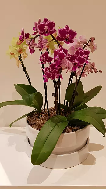 Flotte Phalaenopsis-orkidéer trenger hjelp av torvmoser for å takle knusktørre vintre innendørs i Trøndelag. (Foto: Kristine Bakke Westergaard)
