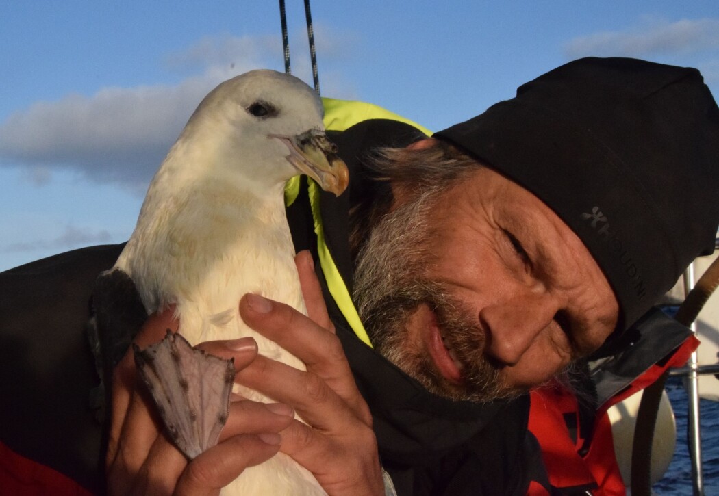 Asgeir Larsen er ikke forsker. Likevel bidrar han til vitenskapen ved å melde inn observasjoner han gjør av sjeldne fugler på ulike steder i Norge. Her er han i selskap med en havhest. (Foto: Per Arne Skjeggestad. Lisens: Copyright) Asgeir Larsen er ikke forsker. Likevel bidrar han til vitenskapen ved å melde inn observasjoner han gjør av sjeldne fugler på ulike steder i Norge. Her er han i selskap med en havhest. (Foto: Per Arne Skjeggestad. Lisens: Copyright)
