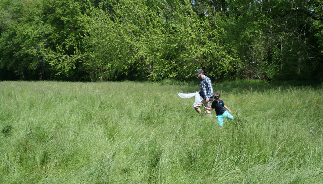 Grasrotforskere på tokt for å finne insekter en varm sommerdag. (Foto: Ragnhild Grotli Ulseth, Lisens: CC BY 4.0) Grasrotforskere på tokt for å finne insekter en varm sommerdag. (Foto: Ragnhild Grotli Ulseth, Lisens: CC BY 4.0)