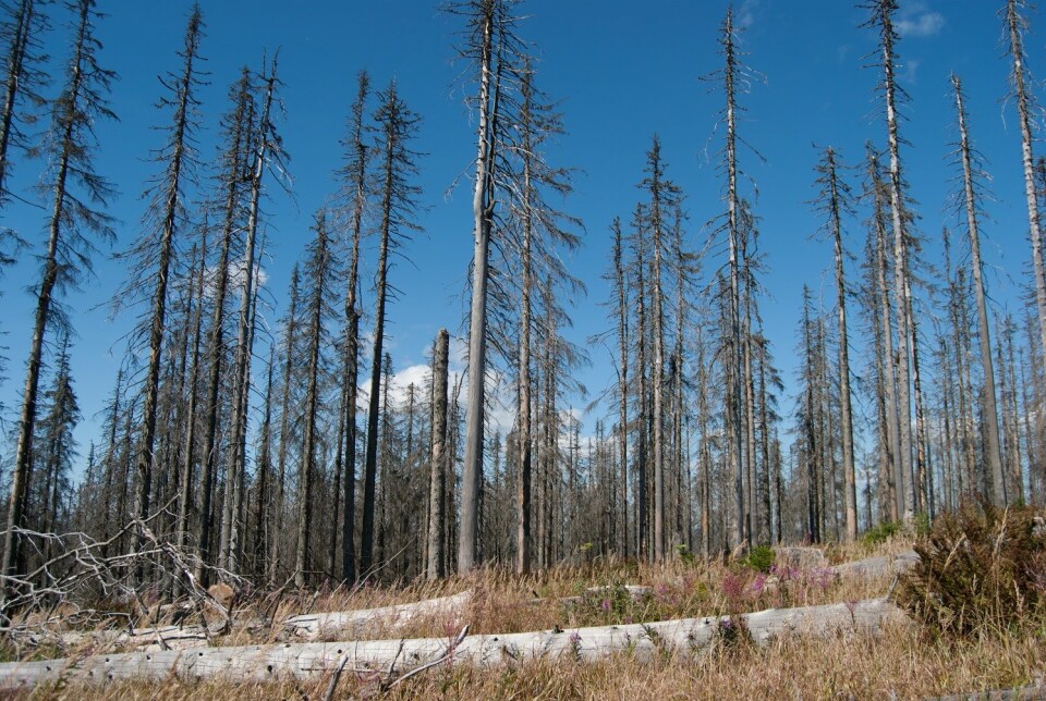 Men hvor ble det av skogsdøden? (Foto: Anticiclo, Shutterstock, NTB scanpix)