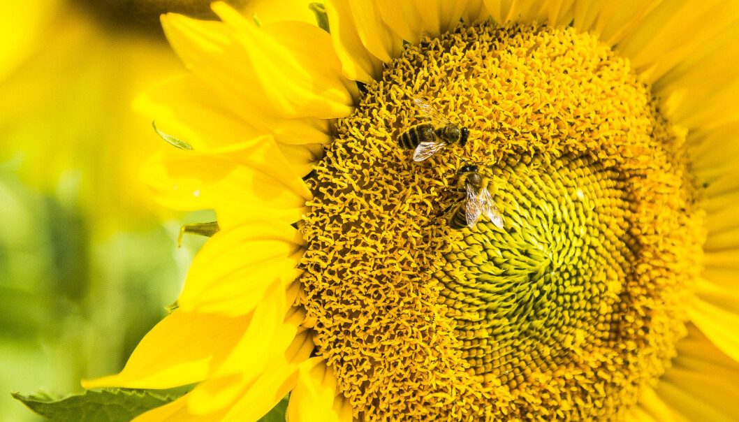 Solsikker fascinerer mange matematikere fordi frøenes plassering minner dem om såkalte Fibonacci-tall. Men det er nok ikke slike regnestykker disse biene holder på med. (Illustrasjonsfoto: RMIT University) Solsikker fascinerer mange matematikere fordi frøenes plassering minner dem om såkalte Fibonacci-tall. Men det er nok ikke slike regnestykker disse biene holder på med. (Illustrasjonsfoto: RMIT University)