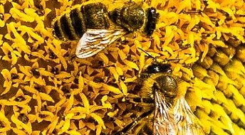 Skjønner bier pluss og minus?
