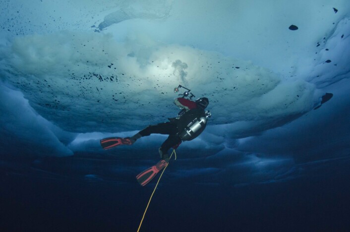 En vitenskapelig dykker fotograferer dyr under drivis i Polhavet på en ekspedisjon ledet av Norsk Polarinstitutt. (Foto: Peter Leopold / Norsk Polarinstitutt) En vitenskapelig dykker fotograferer dyr under drivis i Polhavet på en ekspedisjon ledet av Norsk Polarinstitutt. (Foto: Peter Leopold / Norsk Polarinstitutt)