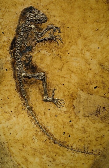 Ida - Darwinius masillae - fikk massiv oppmerksomhet da hun ble vist frem for verden i 2009. (Foto: Jørn Hurum / Naturhistorisk Museum) Ida - Darwinius masillae - fikk massiv oppmerksomhet da hun ble vist frem for verden i 2009. (Foto: Jørn Hurum / Naturhistorisk Museum)