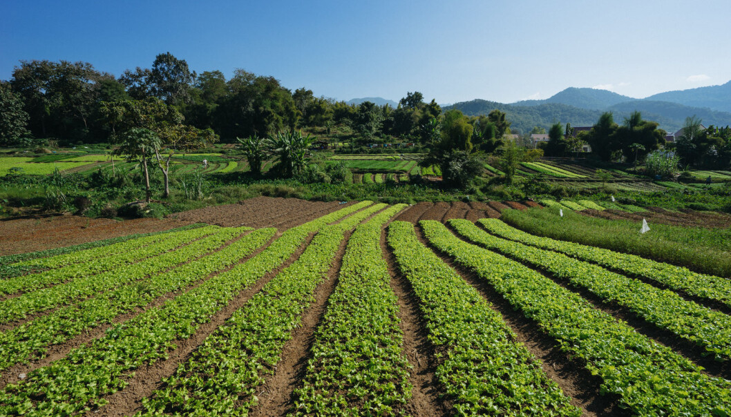 Tre fjerdedeler av verdens økologiske jordbruk foregår i lavinntektsland. Denne økologiske gården ligger i Laos. (Foto: Sam Spicer/Shutterstock/NTB scanpix) Tre fjerdedeler av verdens økologiske jordbruk foregår i lavinntektsland. Denne økologiske gården ligger i Laos. (Foto: Sam Spicer/Shutterstock/NTB scanpix)