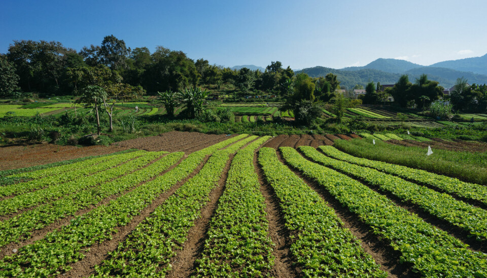 Tre fjerdedeler av verdens økologiske jordbruk foregår i lavinntektsland. Denne økologiske gården ligger i Laos. (Foto: Sam Spicer/Shutterstock/NTB scanpix)