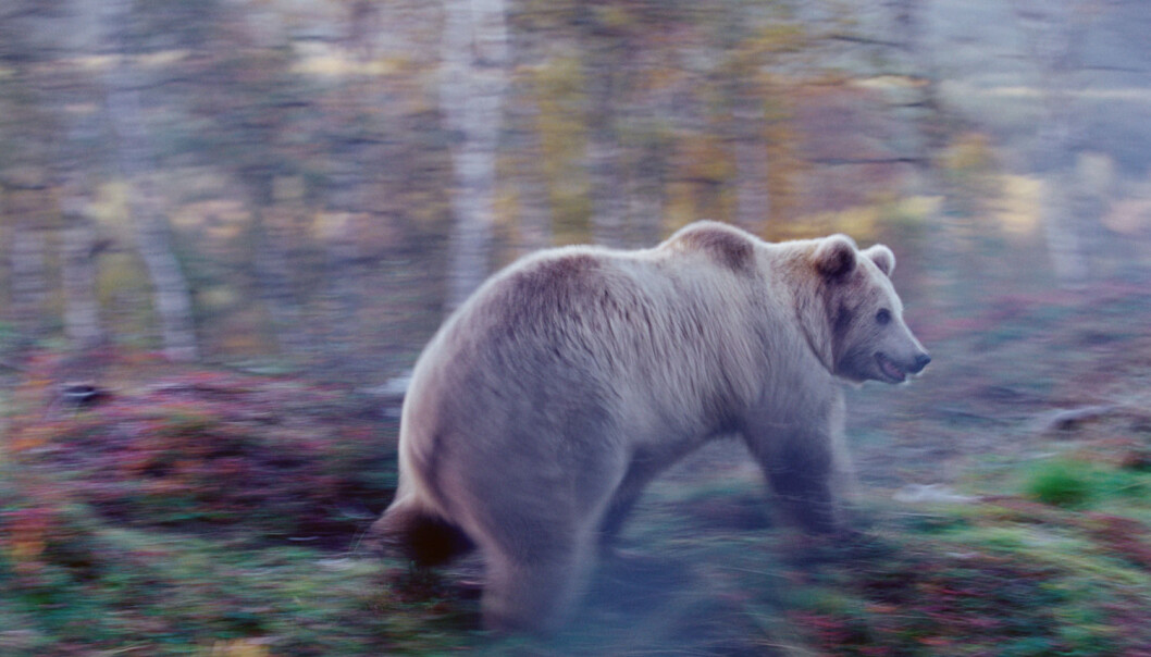 Bilveiene våre påvirker brunbjørnens vandringer. (Foto: Peter Lilja / AGE / Scanpix) Bilveiene våre påvirker brunbjørnens vandringer. (Foto: Peter Lilja / AGE / Scanpix)