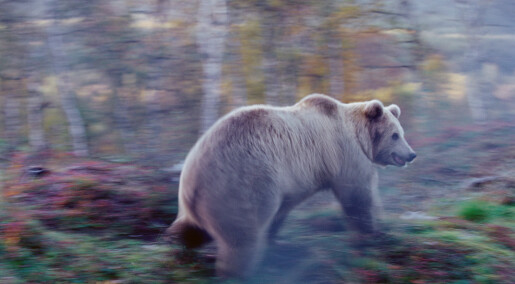 Skandinaviske bjørner blir fanget i veinettet vårt
