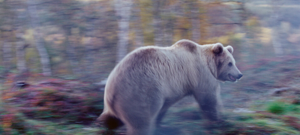 Bilveiene våre påvirker brunbjørnens vandringer. (Foto: Peter Lilja / AGE / Scanpix)