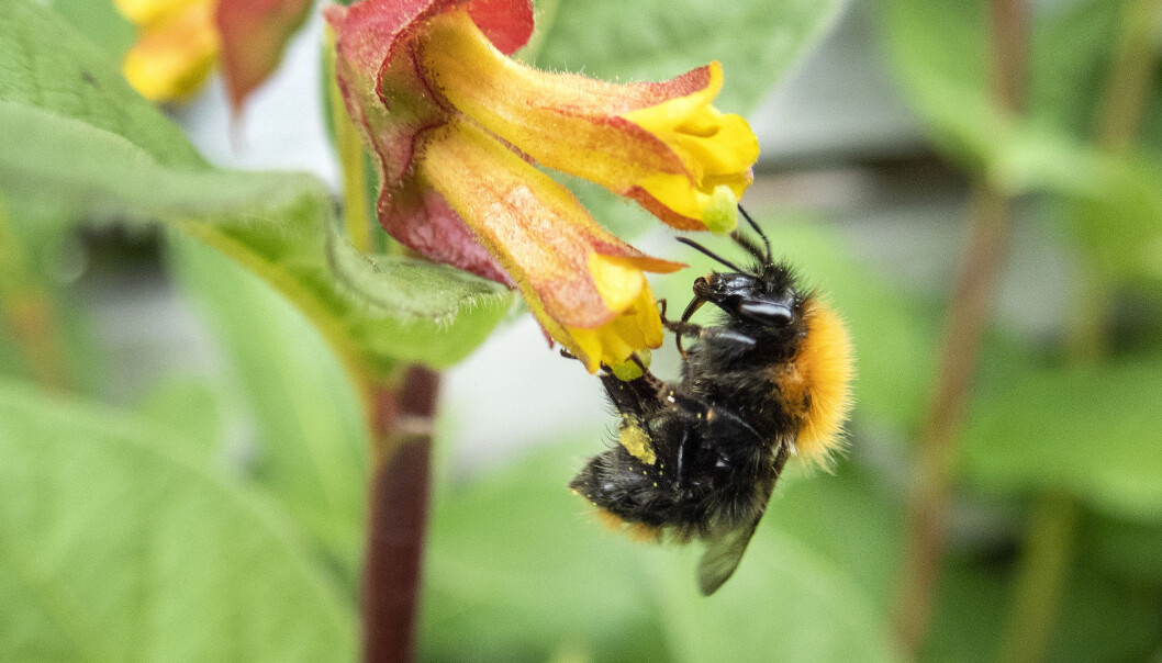 En humle i ferd med å bestøve en blomst. Svært mange planter er avhengige av insekter for å formere seg. (Foto: Gorm Kallestad / NTB scanpix) En humle i ferd med å bestøve en blomst. Svært mange planter er avhengige av insekter for å formere seg. (Foto: Gorm Kallestad / NTB scanpix)