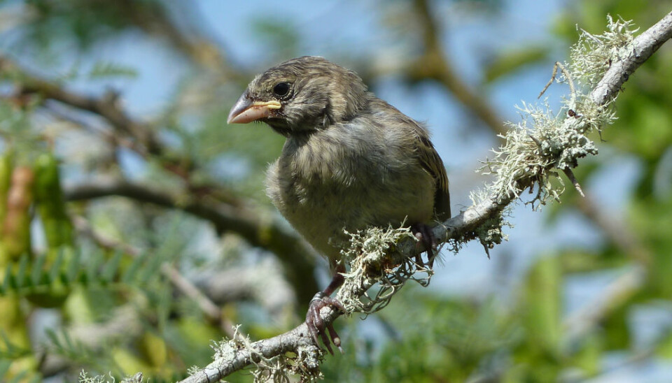 Kan endringer i form og størrelse på nebbet til Darwins finker endre plantelivet på Galapagosøyene? Norske forskere undersøker hva rask evolusjon betyr. (Foto: Nord universitet)