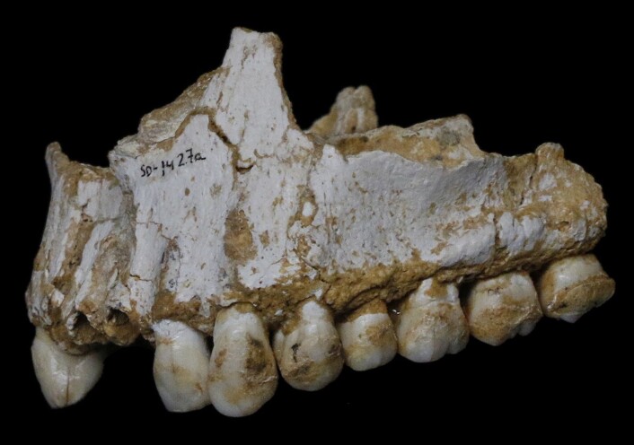 En neandertaleroverkjeve fra El Sidrón i Spania med spor av både smertedempende popler og bakteriedrepende sopp. (Foto: Paleoanthropology Group MNCN-CSIC) En neandertaleroverkjeve fra El Sidrón i Spania med spor av både smertedempende popler og bakteriedrepende sopp. (Foto: Paleoanthropology Group MNCN-CSIC)