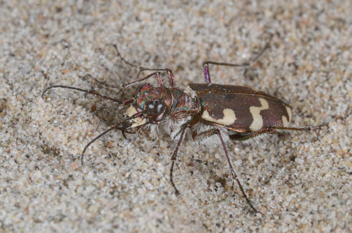 Elvesandjeger (Cicindela maritima) er en karakteristisk løpebille, som kjennetegnes på sine lange bein og vakre flekkmønster. Arten er oppført som sterkt truet på den norske rødlista (2015), men en handlingsplan er igangsatt for å bevare arten i Norge. (Foto: Oddvar Hanssen / NINA) Elvesandjeger (Cicindela maritima) er en karakteristisk løpebille, som kjennetegnes på sine lange bein og vakre flekkmønster. Arten er oppført som sterkt truet på den norske rødlista (2015), men en handlingsplan er igangsatt for å bevare arten i Norge. (Foto: Oddvar Hanssen / NINA)