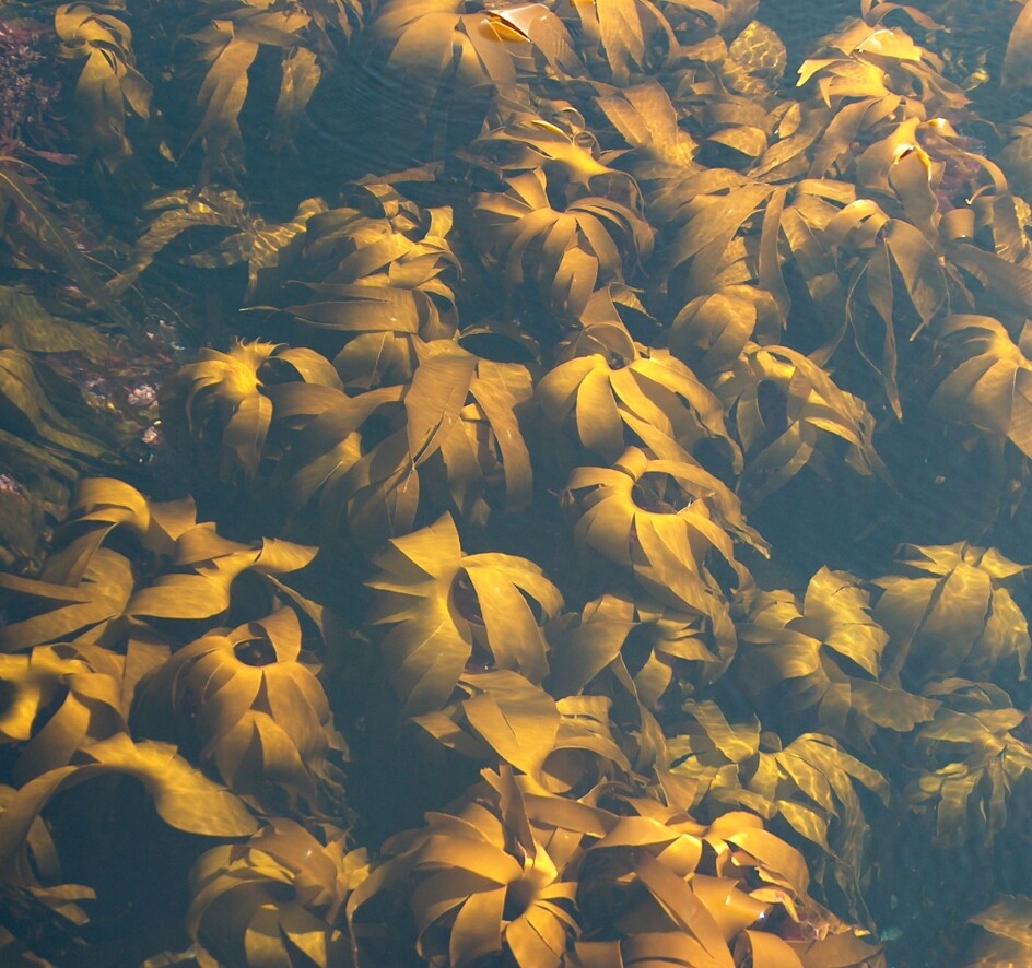 Viktig fakta: ikke all tareskog er truet