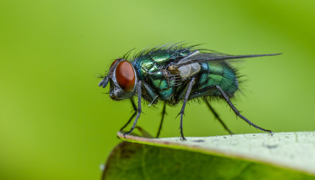 Spyfluer har en fantastisk luktesans. Innen seks timer etter at døden er inntruffet, har de funnet frem til liket og lagt egg i for eksempel øyne, nese, munn, skritt eller åpne sår. (Foto: thatmacroguy / Shutterstock / NTB scanpix) Spyfluer har en fantastisk luktesans. Innen seks timer etter at døden er inntruffet, har de funnet frem til liket og lagt egg i for eksempel øyne, nese, munn, skritt eller åpne sår. (Foto: thatmacroguy / Shutterstock / NTB scanpix)