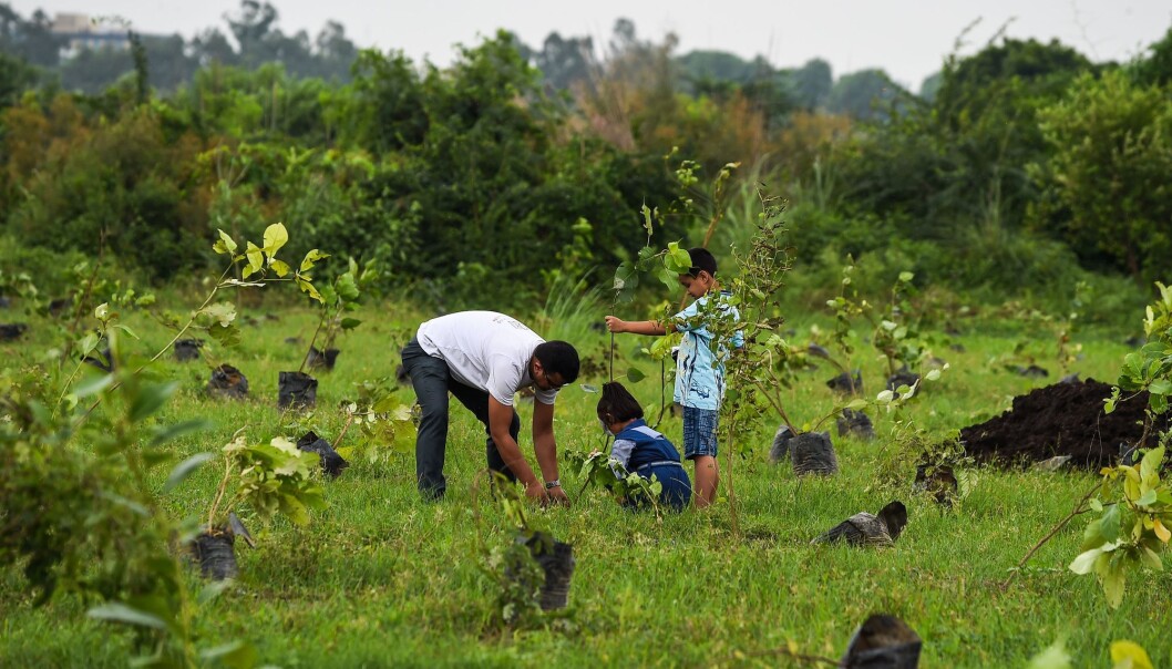 Aktiv treplanting er blant tiltakene som har gjort India og Kina grønnere. (Foto: Chandan Khanna, AFP / NTB Scanpix) Aktiv treplanting er blant tiltakene som har gjort India og Kina grønnere. (Foto: Chandan Khanna, AFP / NTB Scanpix)