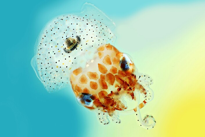 Denne blekksprutungen er bare én centimeter stor. Euprymna scolopes liker seg ved Hawaii og kalles på engelsk Hawaiian bobtail squid. En voksen utgave veier ikke mer enn maksimalt 2,67 gram. Fotografen har kombinert flere bilder for å få skarphet i alle detaljene. (Foto: Mark R. Smith, Macroscopic Solutions) Denne blekksprutungen er bare én centimeter stor. Euprymna scolopes liker seg ved Hawaii og kalles på engelsk Hawaiian bobtail squid. En voksen utgave veier ikke mer enn maksimalt 2,67 gram. Fotografen har kombinert flere bilder for å få skarphet i alle detaljene. (Foto: Mark R. Smith, Macroscopic Solutions)