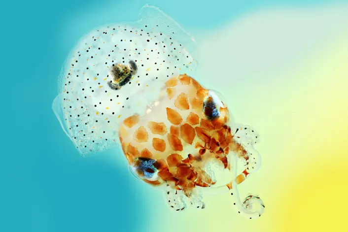 Denne blekksprutungen er bare én centimeter stor. Euprymna scolopes liker seg ved Hawaii og kalles på engelsk Hawaiian bobtail squid. En voksen utgave veier ikke mer enn maksimalt 2,67 gram. Fotografen har kombinert flere bilder for å få skarphet i alle detaljene. (Foto: Mark R. Smith, Macroscopic Solutions) Denne blekksprutungen er bare én centimeter stor. Euprymna scolopes liker seg ved Hawaii og kalles på engelsk Hawaiian bobtail squid. En voksen utgave veier ikke mer enn maksimalt 2,67 gram. Fotografen har kombinert flere bilder for å få skarphet i alle detaljene. (Foto: Mark R. Smith, Macroscopic Solutions)