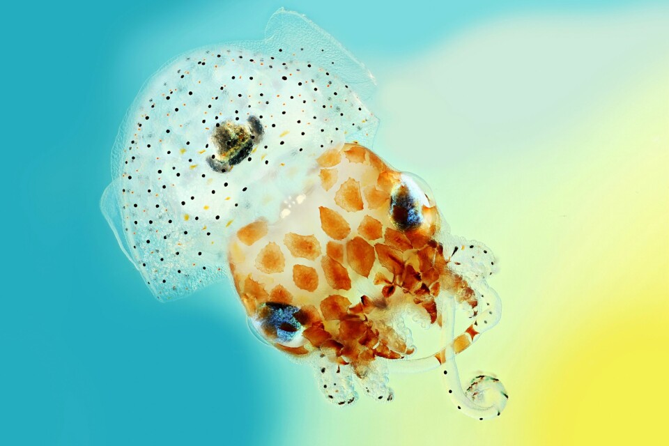 Denne blekksprutungen er bare én centimeter stor. Euprymna scolopes liker seg ved Hawaii og kalles på engelsk Hawaiian bobtail squid. En voksen utgave veier ikke mer enn maksimalt 2,67 gram. Fotografen har kombinert flere bilder for å få skarphet i alle detaljene. (Foto: Mark R. Smith, Macroscopic Solutions)