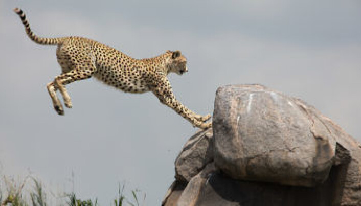 Serengeti har mange ulike rovdyr, som geparder. (Foto: Per Harald Olsen, NTNU) Serengeti har mange ulike rovdyr, som geparder. (Foto: Per Harald Olsen, NTNU)