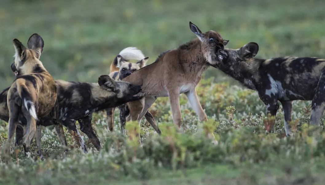 Hvorfor forsvart villhundene fra Serengeti, en nasjonalpark rik på føde? Bildet viser villhunder som har tatt en gnu-kalv. (Foto: Per Harald Olsen, NTNU)