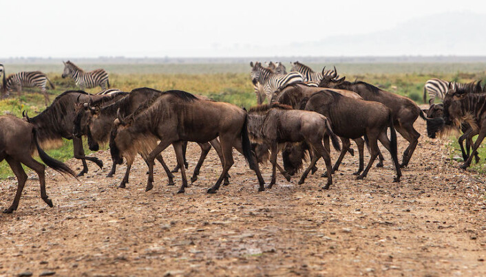Gnu og sebra i Serengeti i Tanzania. (Foto: Per Harald Olsen, NTNU) Gnu og sebra i Serengeti i Tanzania. (Foto: Per Harald Olsen, NTNU)