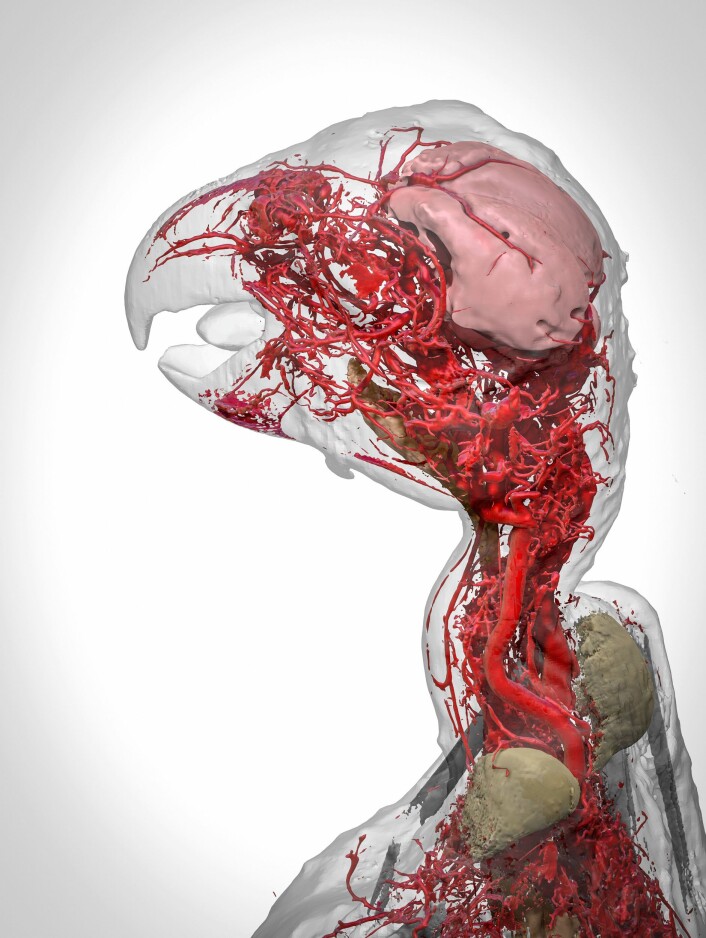 Her ser du bilde av en 3D-modell av blodårene til en afrikansk jakopapegøye. Modellen baserer seg på nesten 3000 røntgenbilder. (Foto: (Illustrasjon: Scott Birch og Scott Echols)) Her ser du bilde av en 3D-modell av blodårene til en afrikansk jakopapegøye. Modellen baserer seg på nesten 3000 røntgenbilder. (Foto: (Illustrasjon: Scott Birch og Scott Echols))